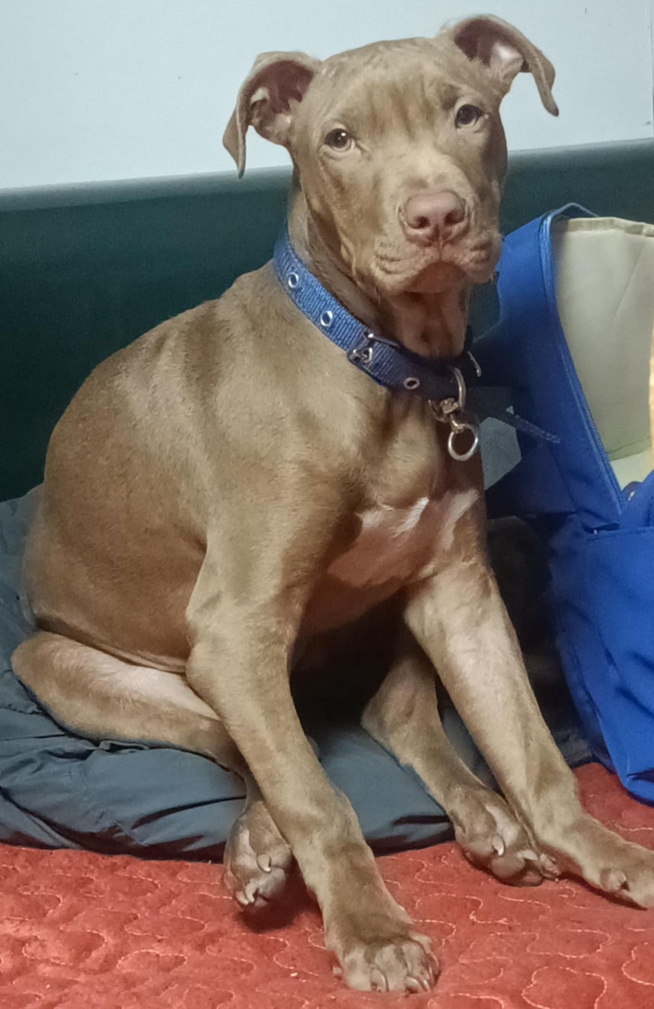 Photo of the dog