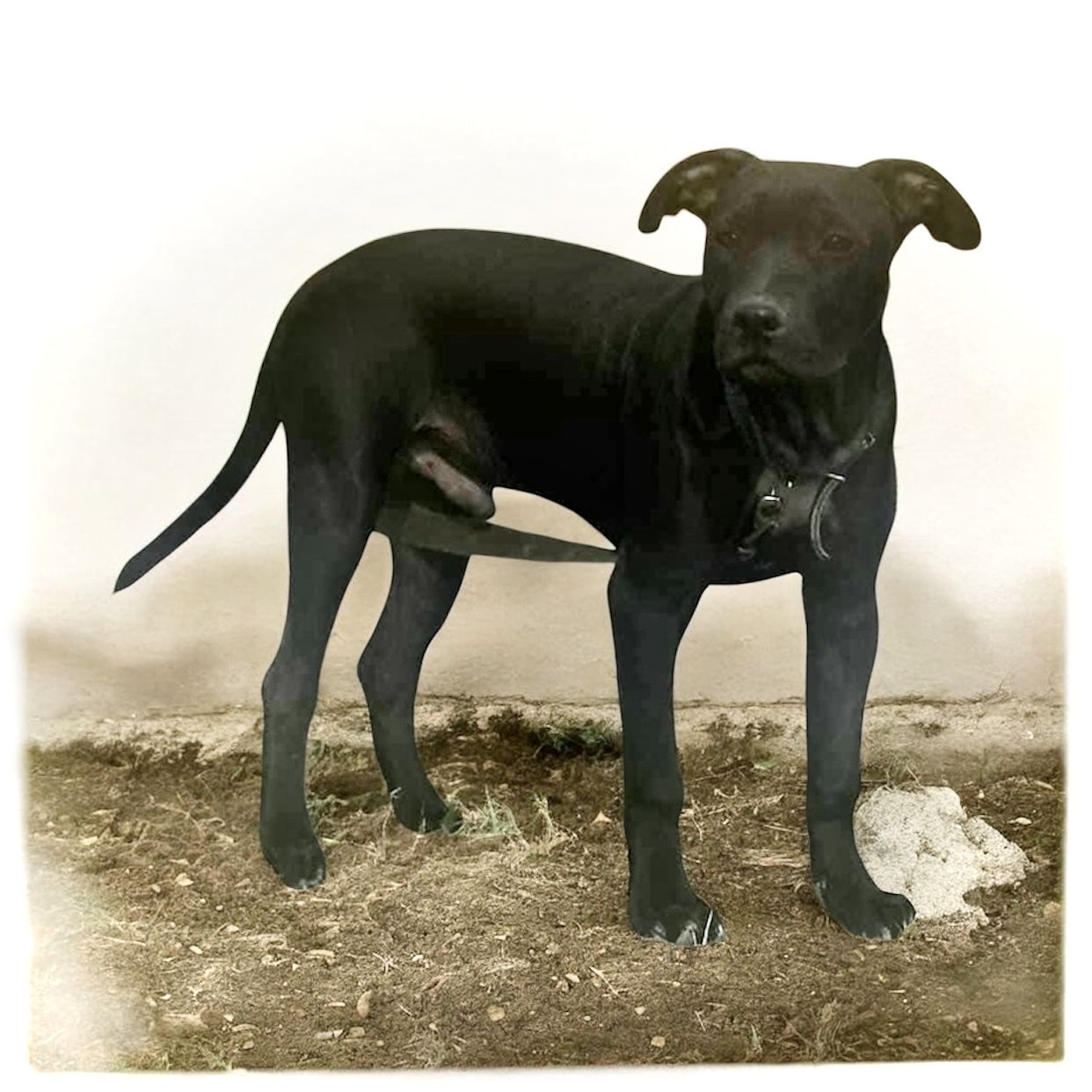 Photo of the dog
