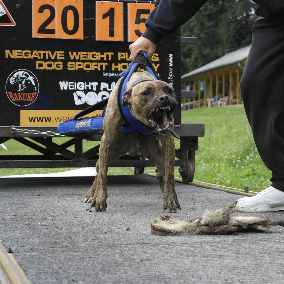 Photo of the dog