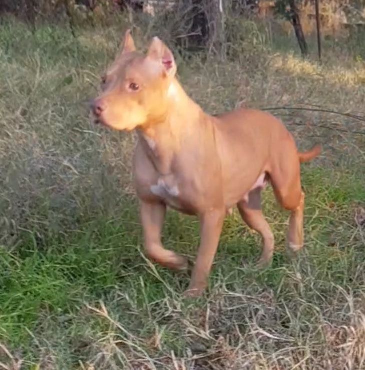 Photo of the dog