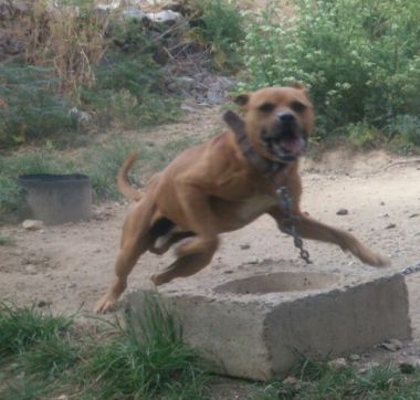 Photo of the dog