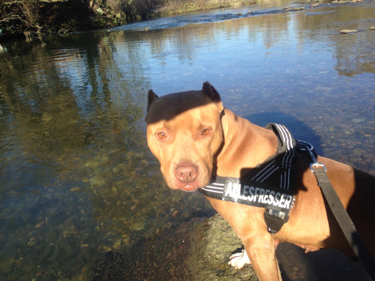 Photo of the dog