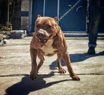 Photo of the dog