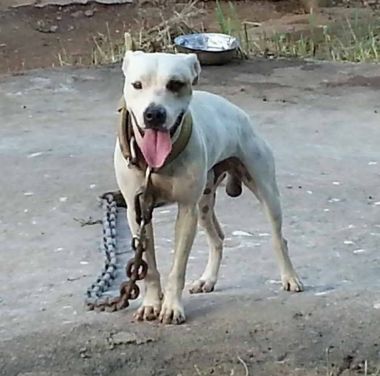 Photo of the dog