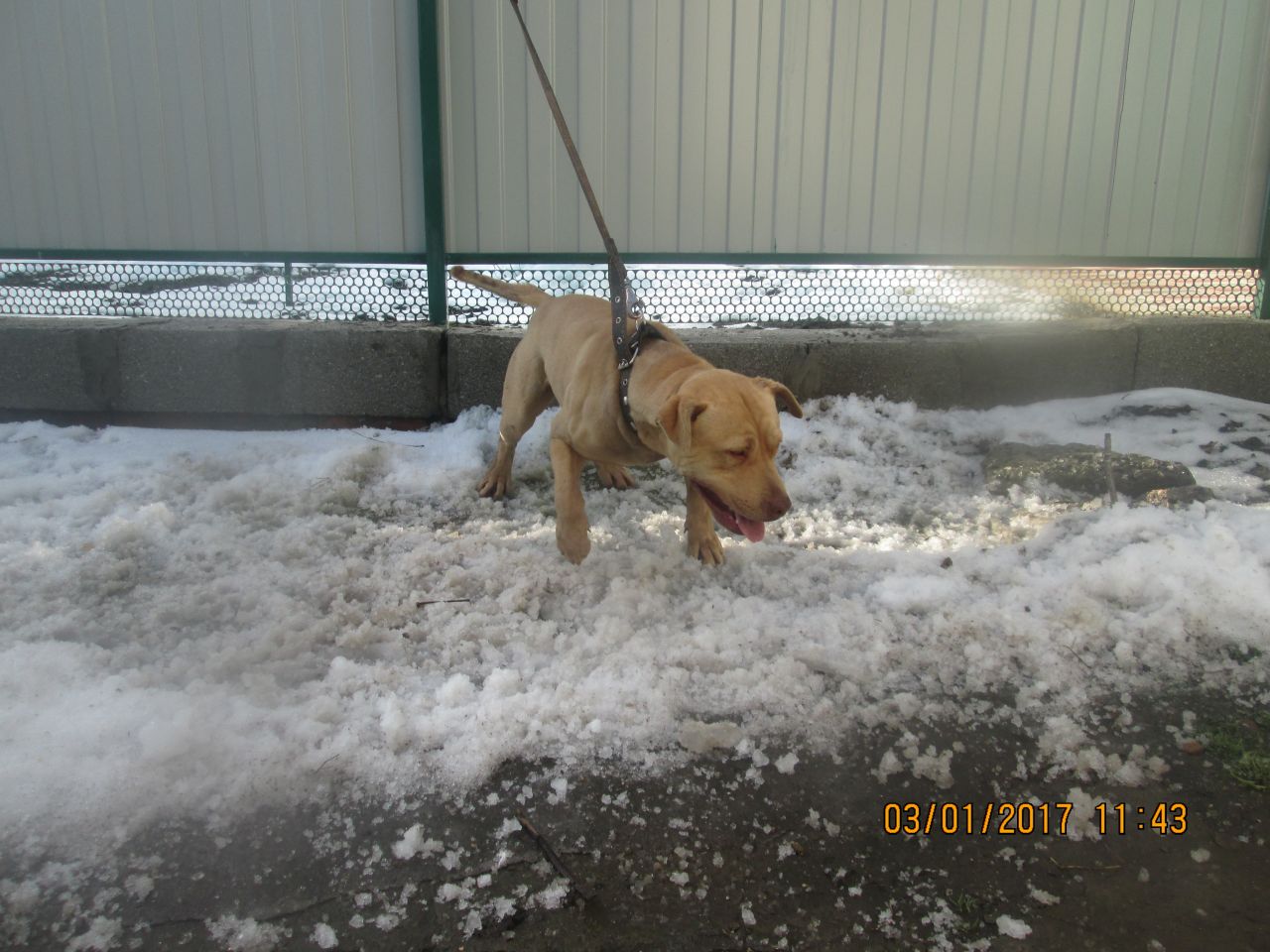 Photo of the dog
