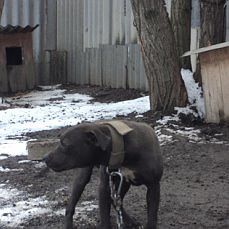 Photo of the dog