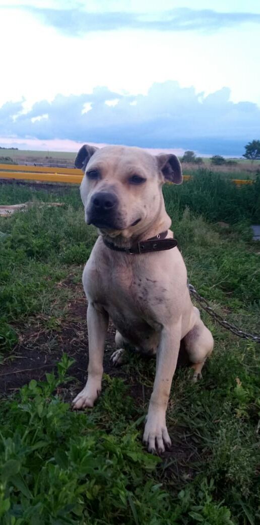 Photo of the dog