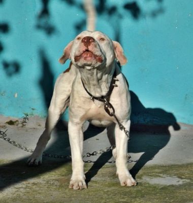 Photo of the dog