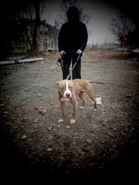 Photo of the dog