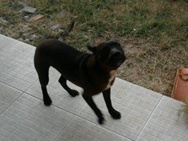 Photo of the dog
