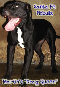 Photo of the dog