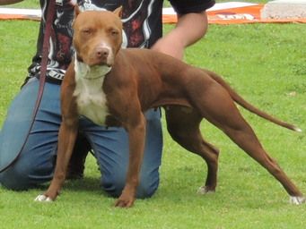 Photo of the dog