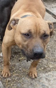 Photo of the dog