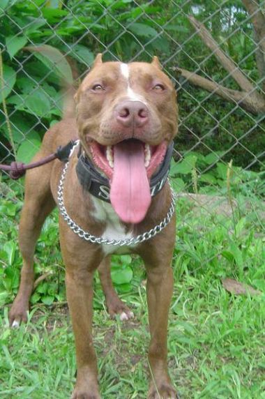 Photo of the dog