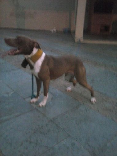 Photo of the dog