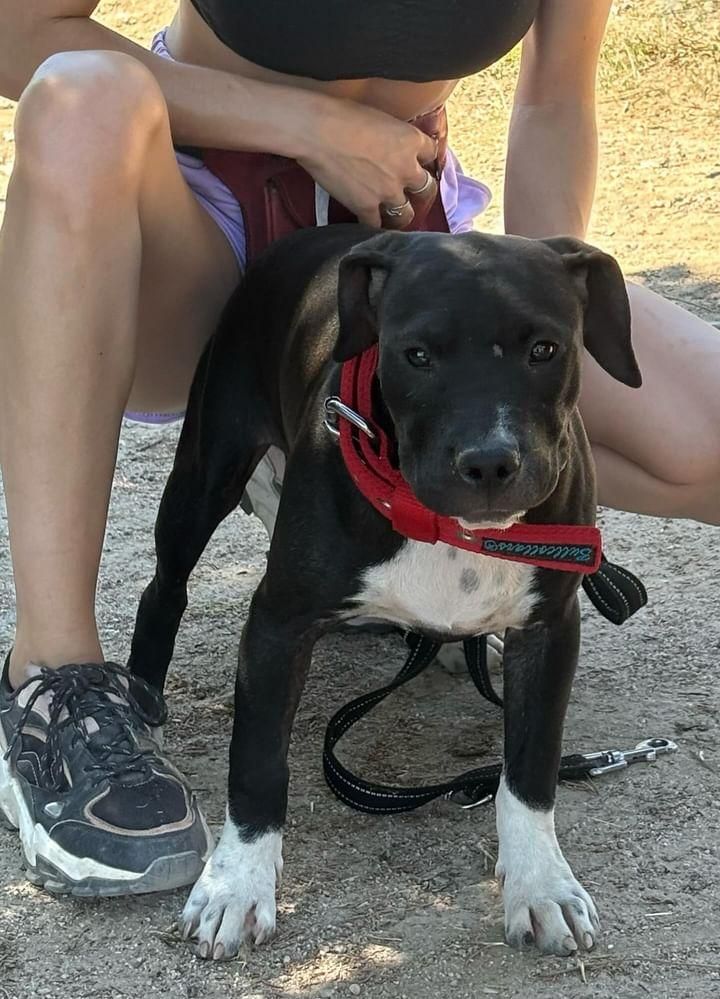 Photo of the dog