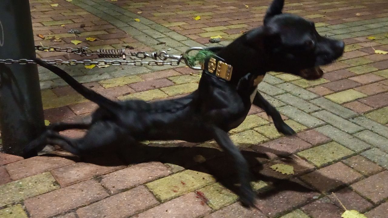 Photo of the dog