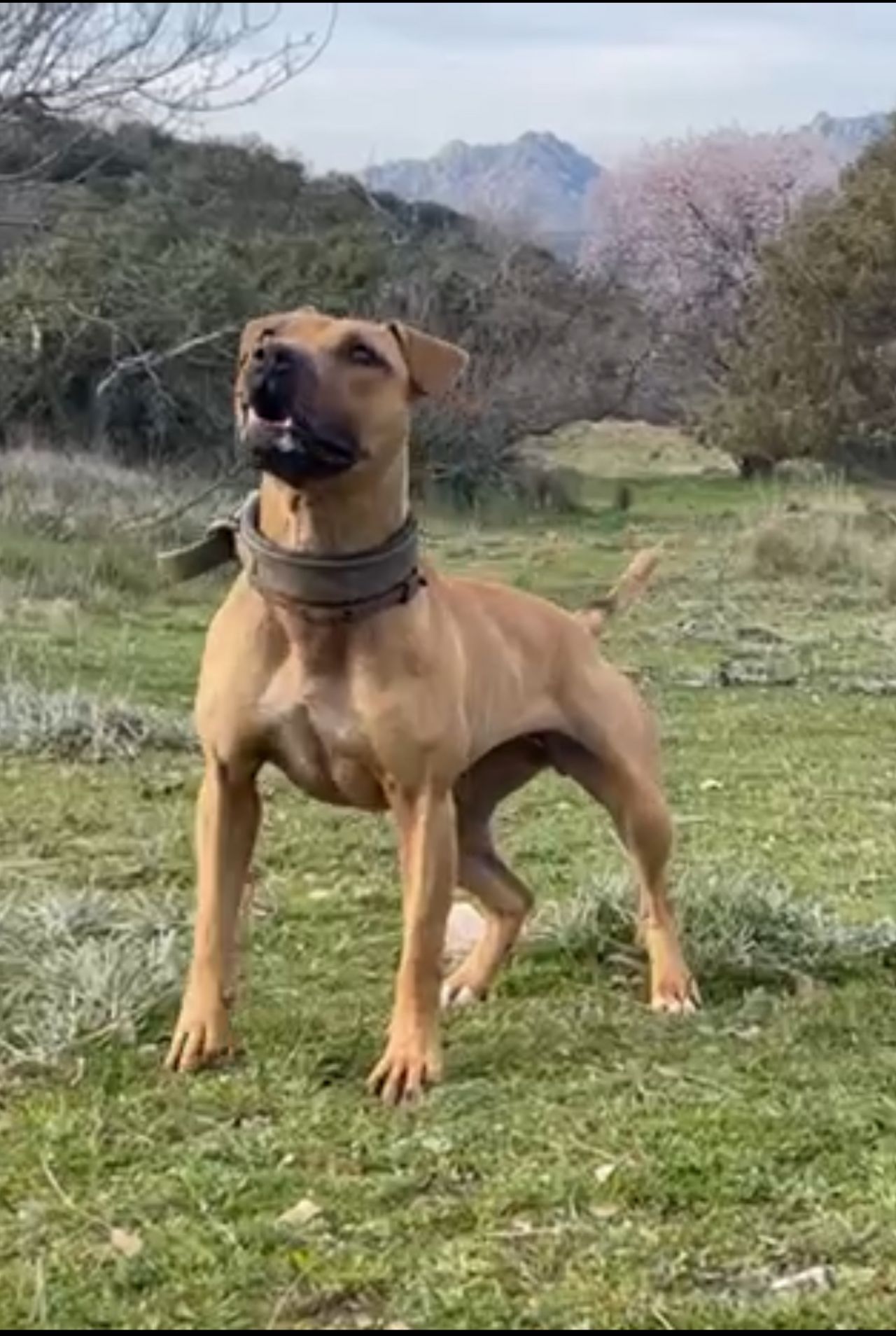 Photo of the dog