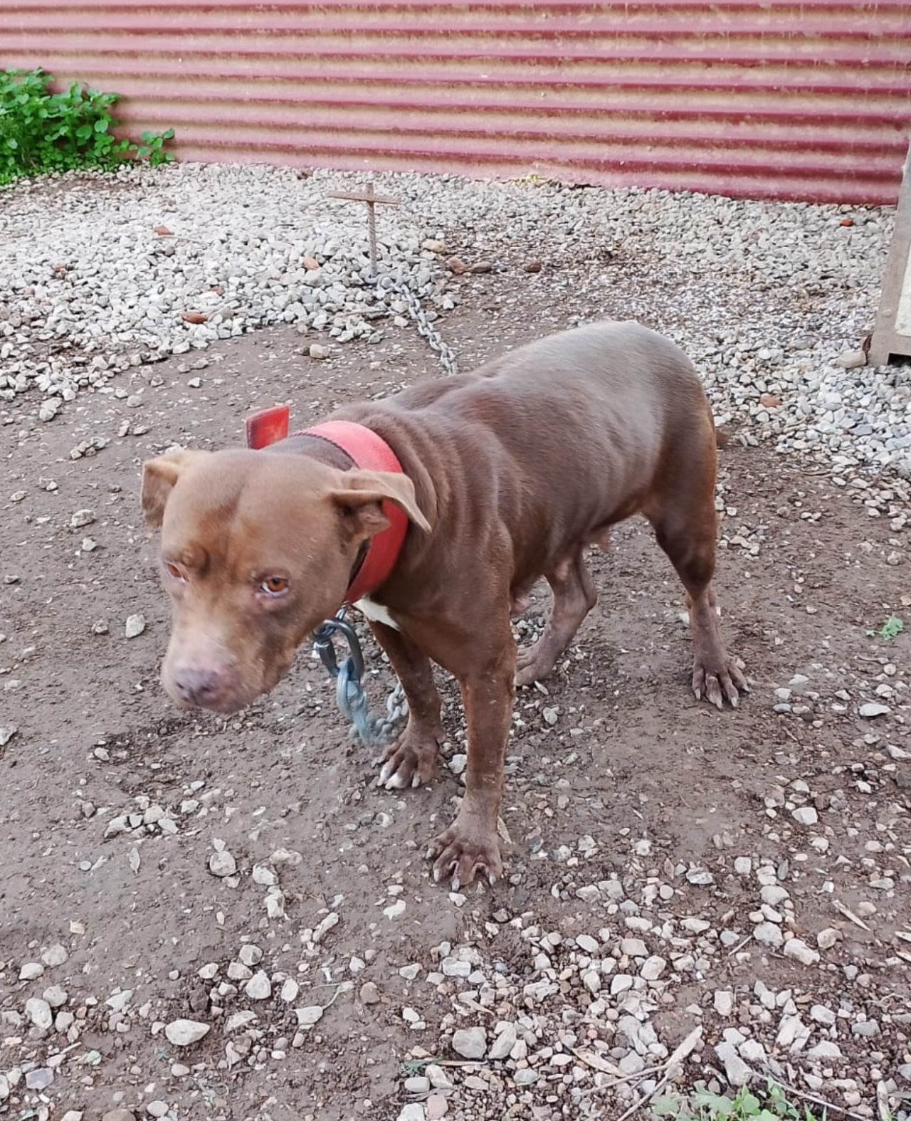 Photo of the dog