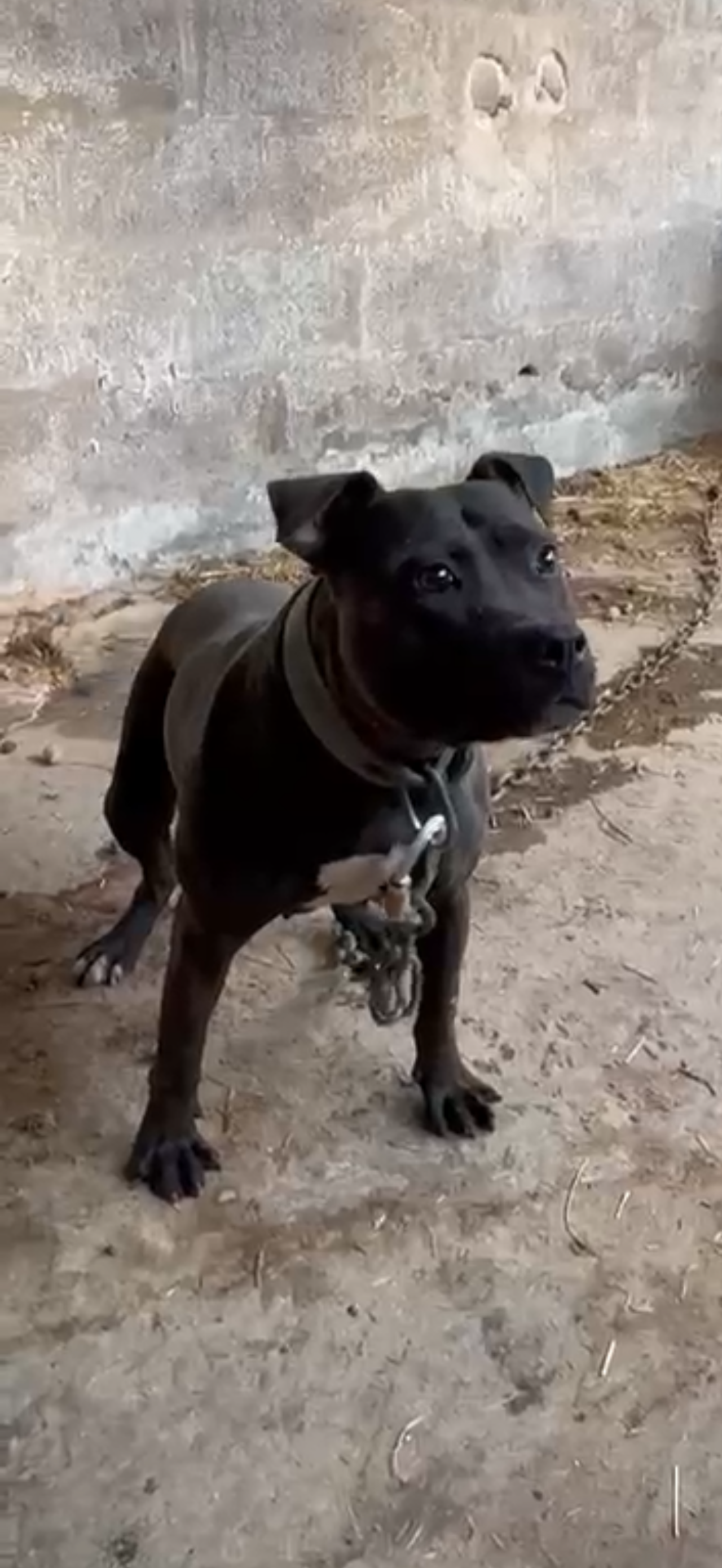 Photo of the dog
