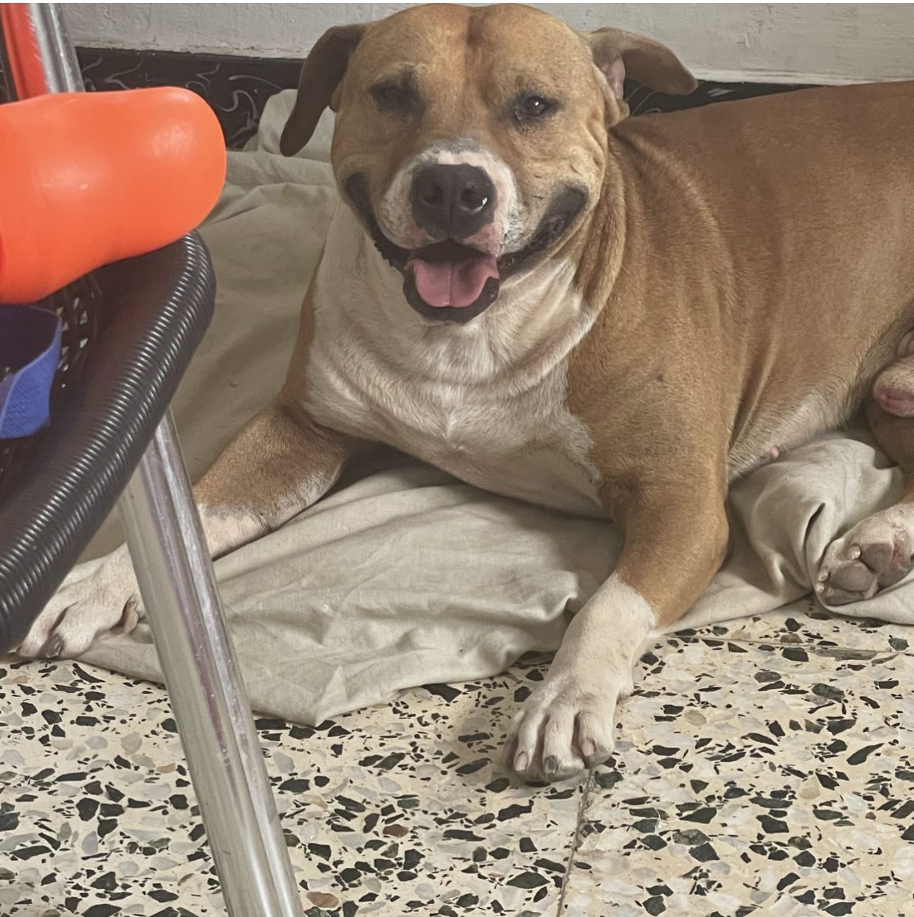 Photo of the dog