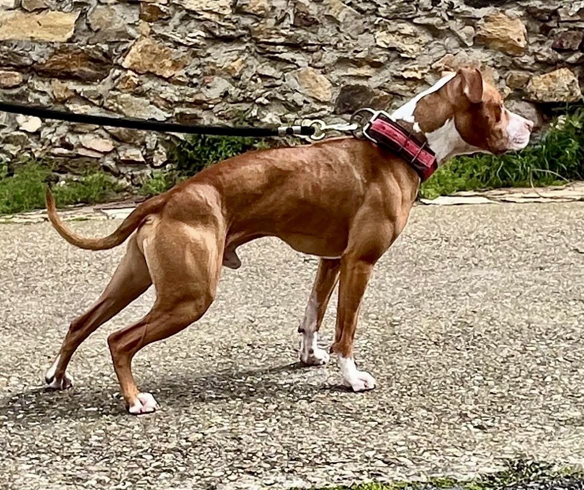 Photo of the dog