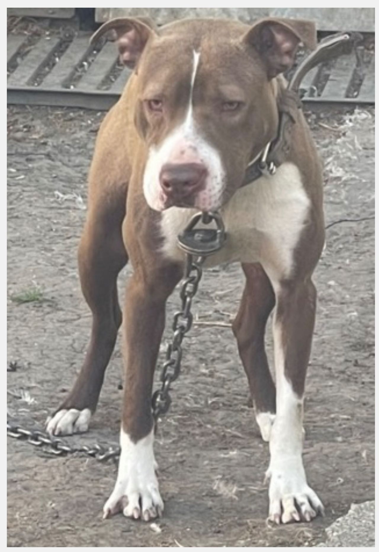 Photo of the dog