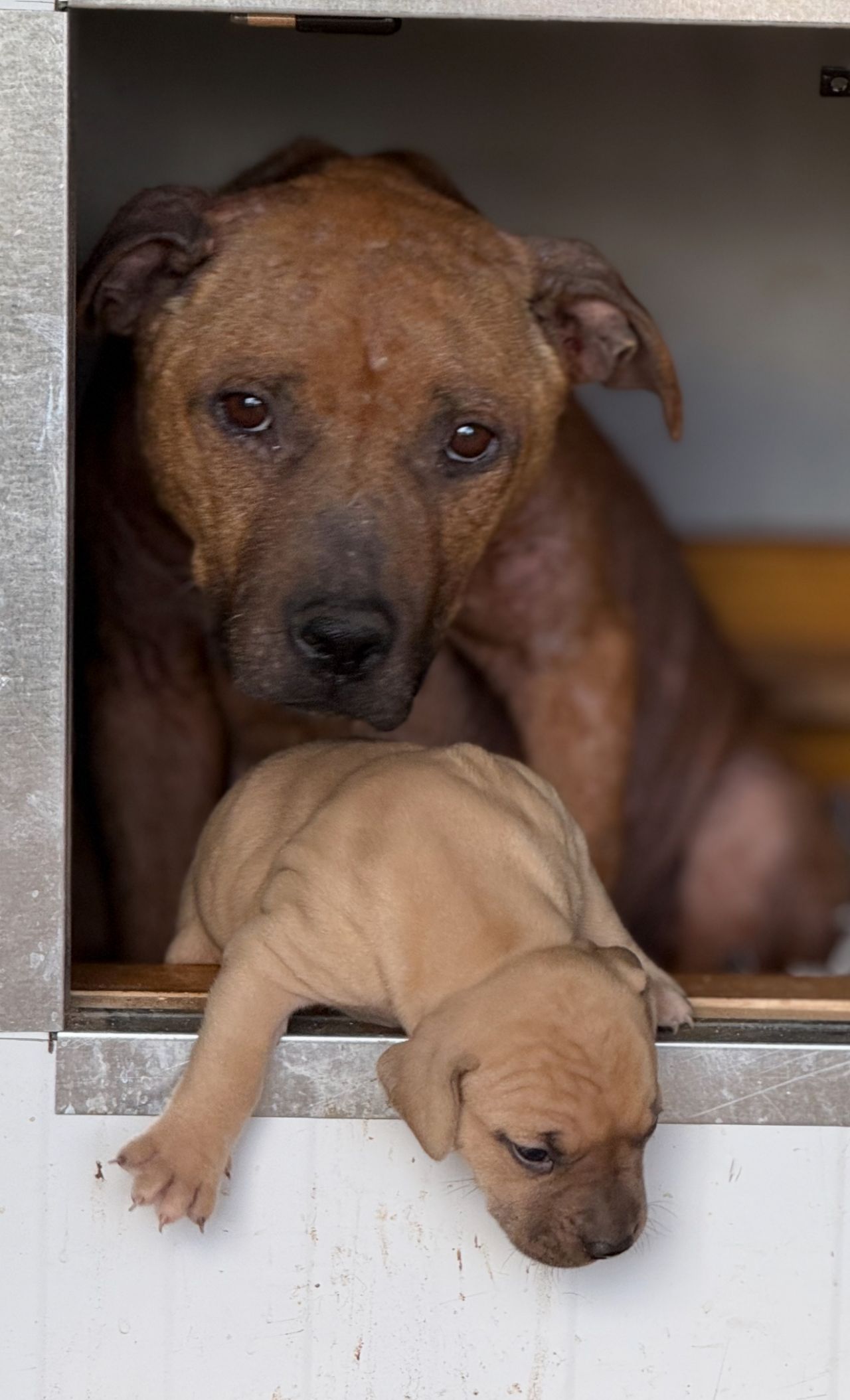 Photo of the dog
