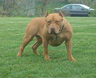 Photo of the dog