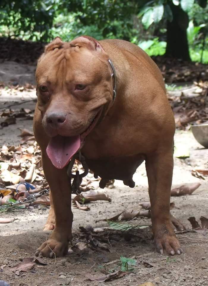Photo of the dog