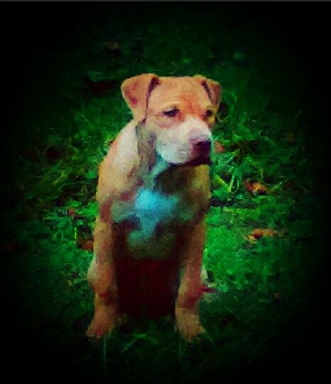 Photo of the dog