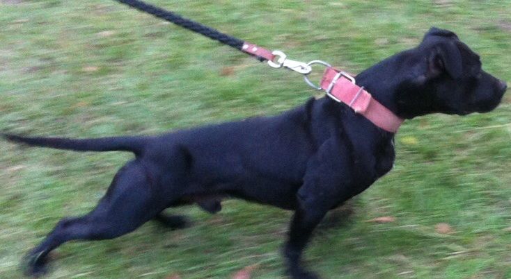 Photo of the dog