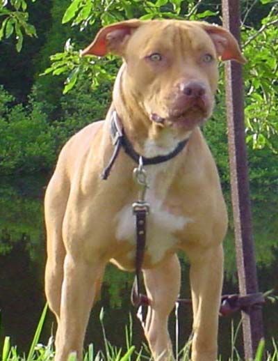 Photo of the dog
