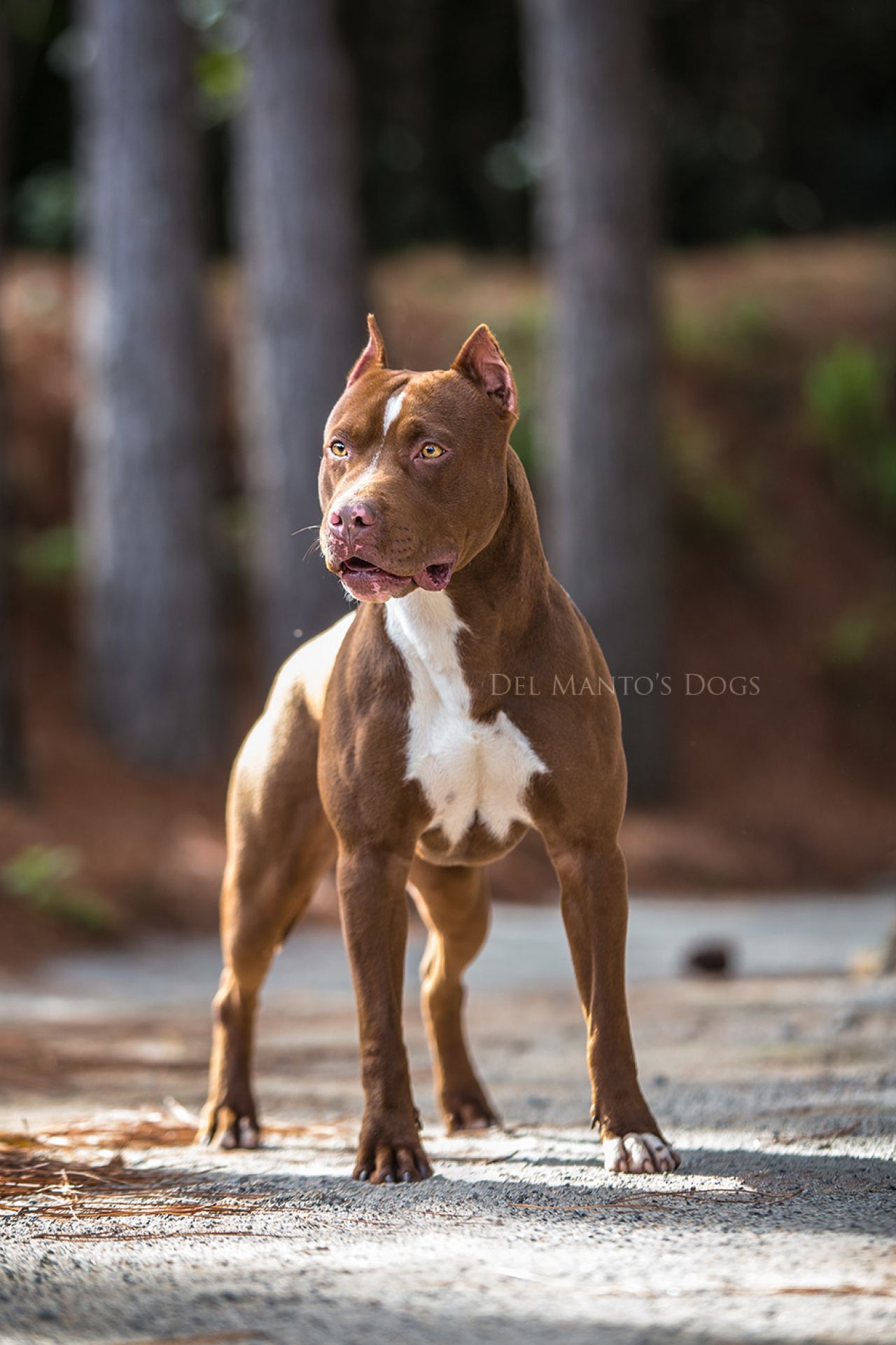 Photo of the dog