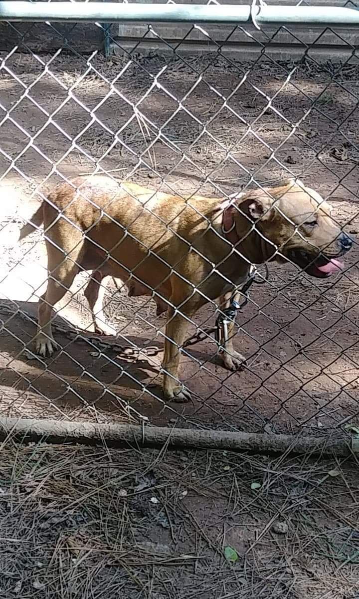 Photo of the dog