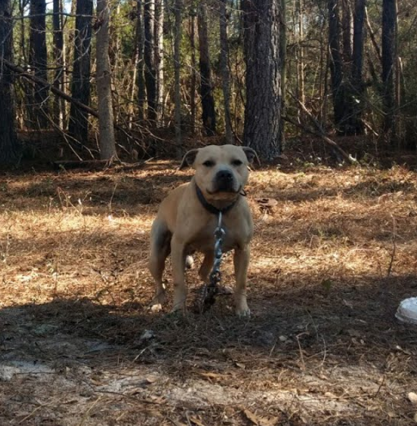 Photo of the dog