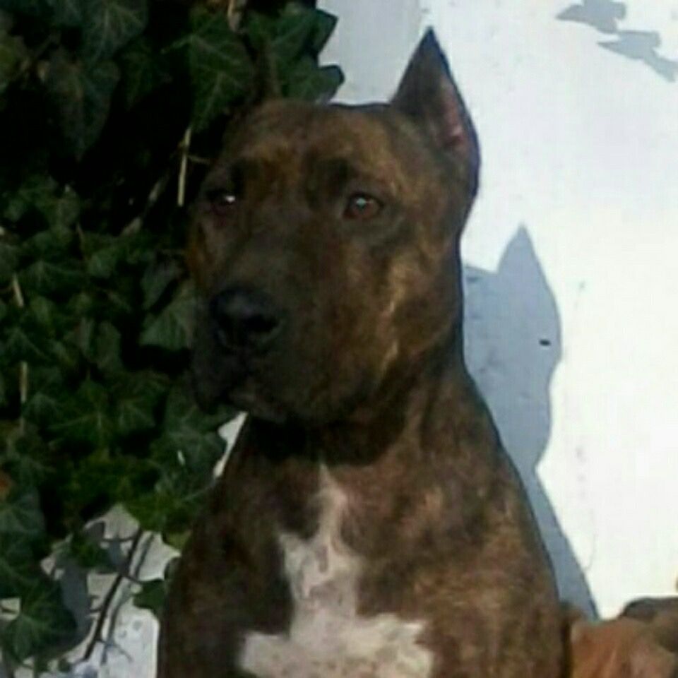 Photo of the dog