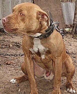 Photo of the dog