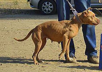 Photo of the dog