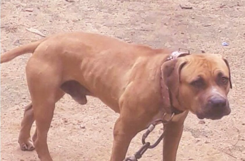 Photo of the dog