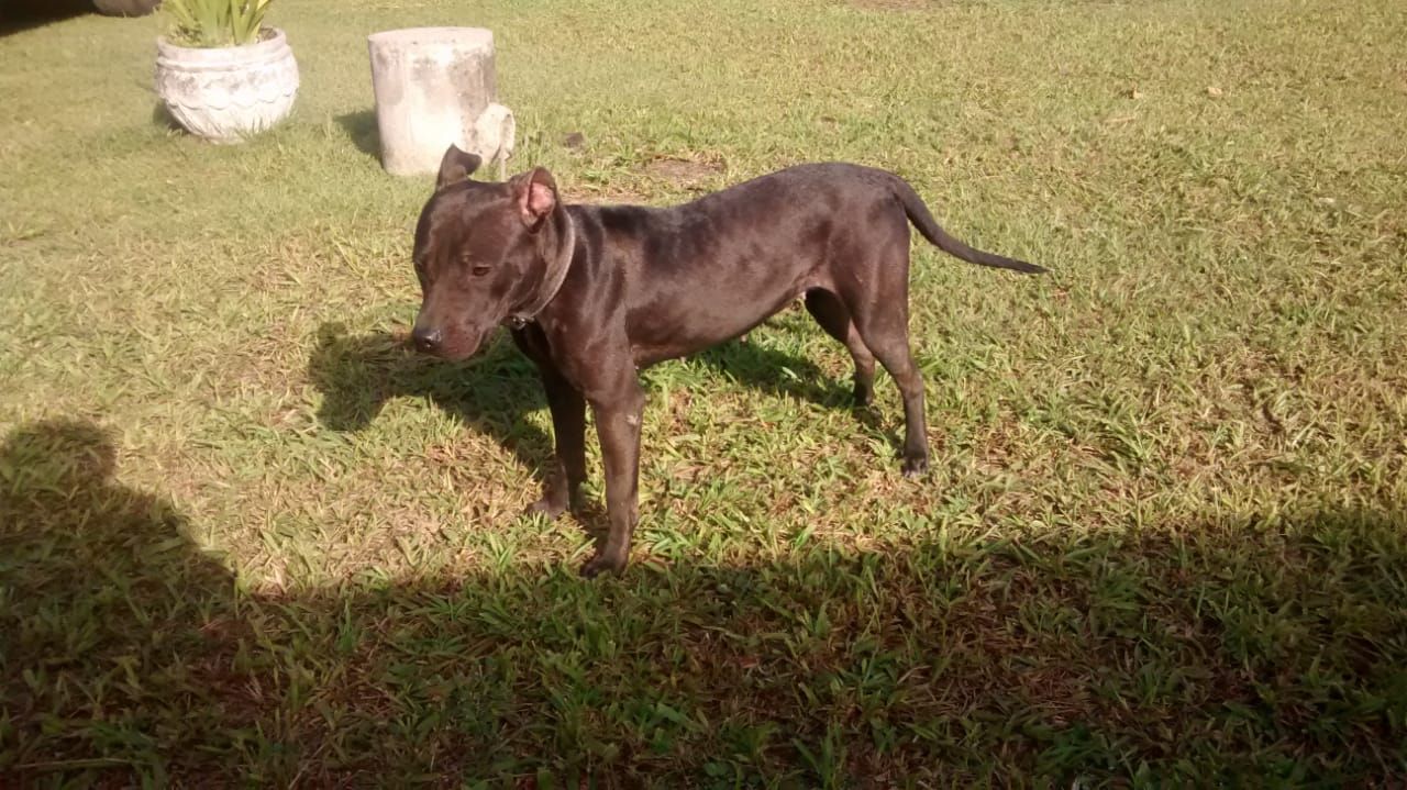 Photo of the dog