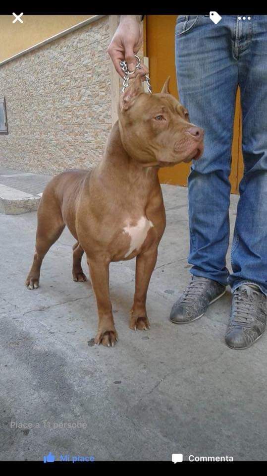 Photo of the dog