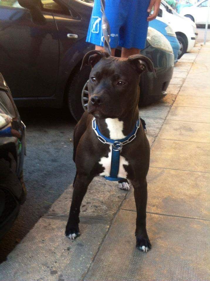 Photo of the dog