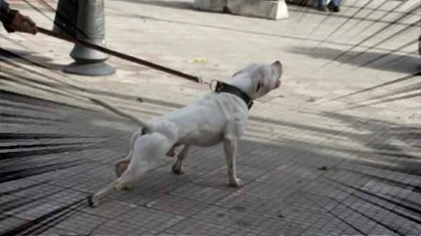 Photo of the dog