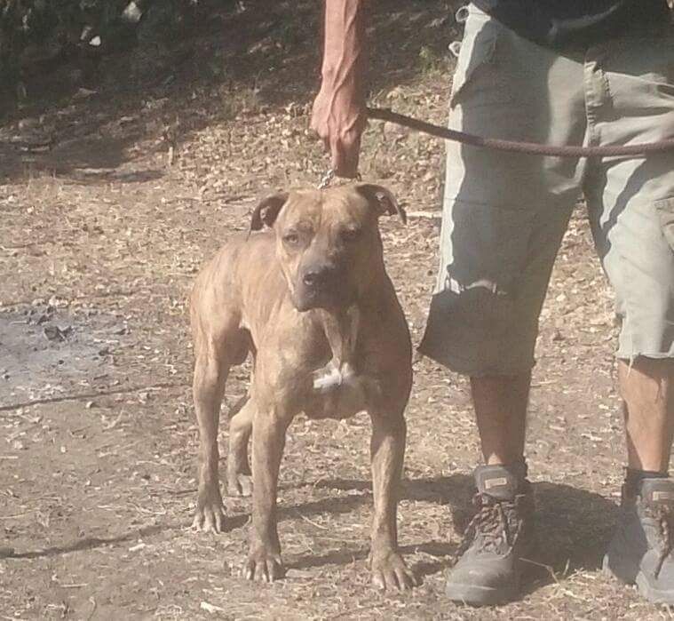 Photo of the dog