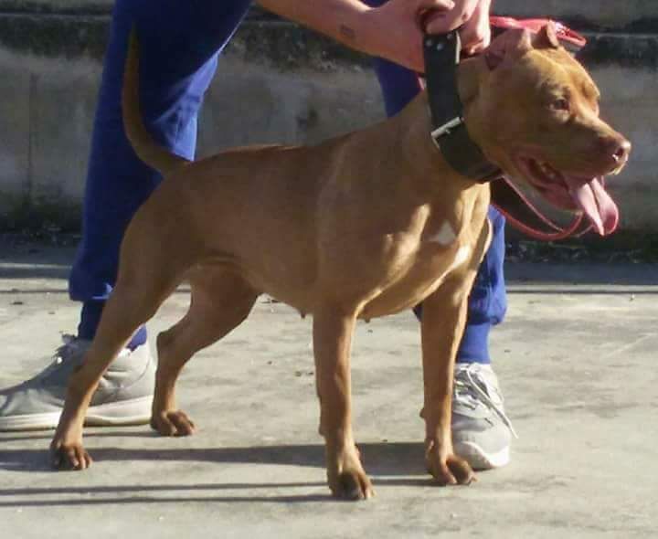 Photo of the dog