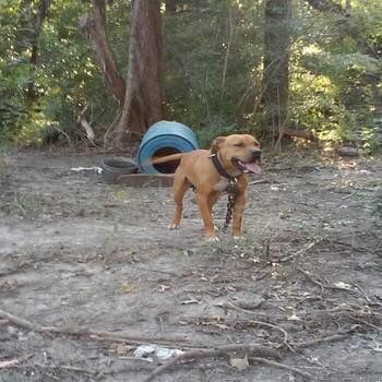 Photo of the dog