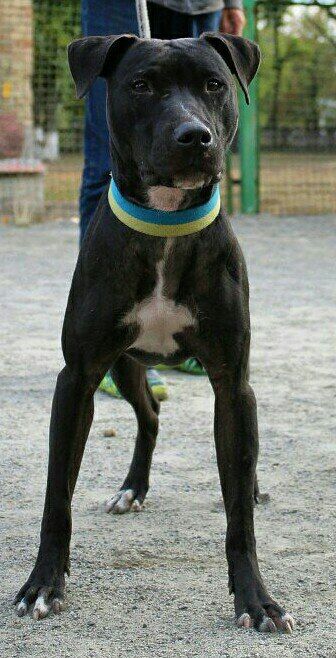 Photo of the dog