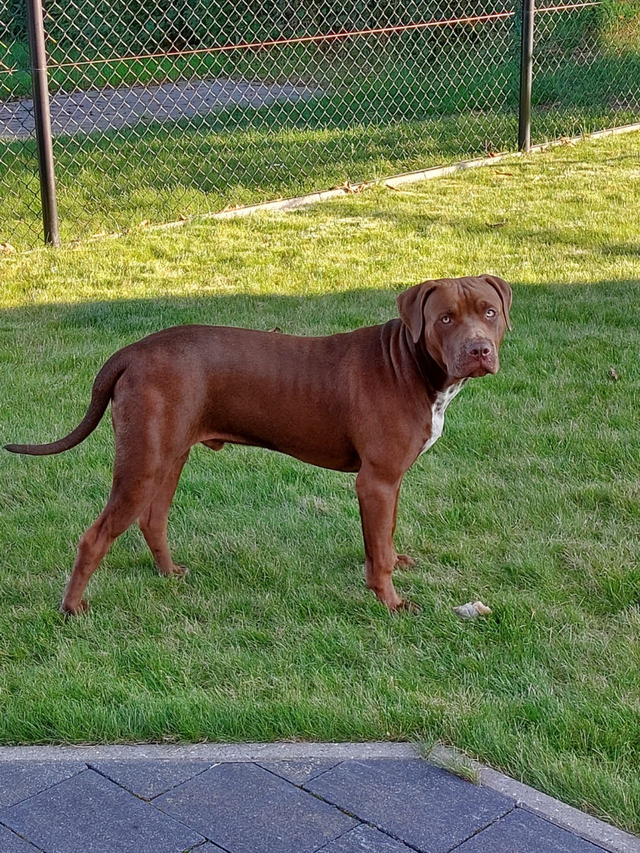 Photo of the dog