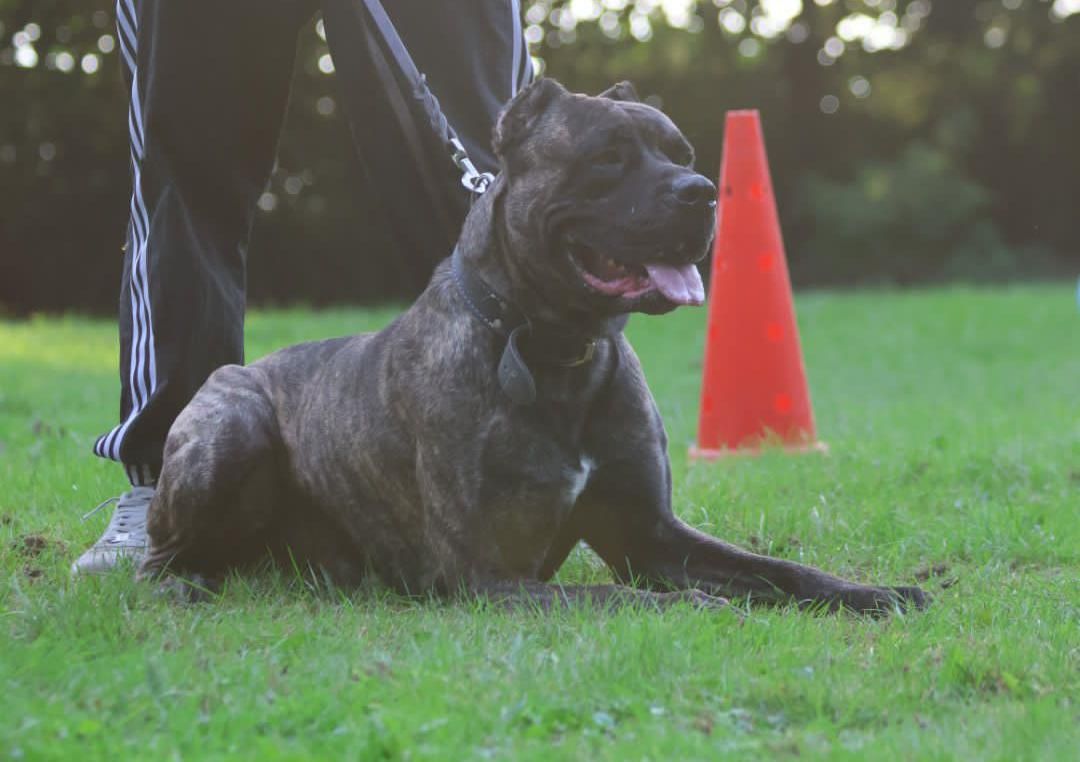 Photo of the dog